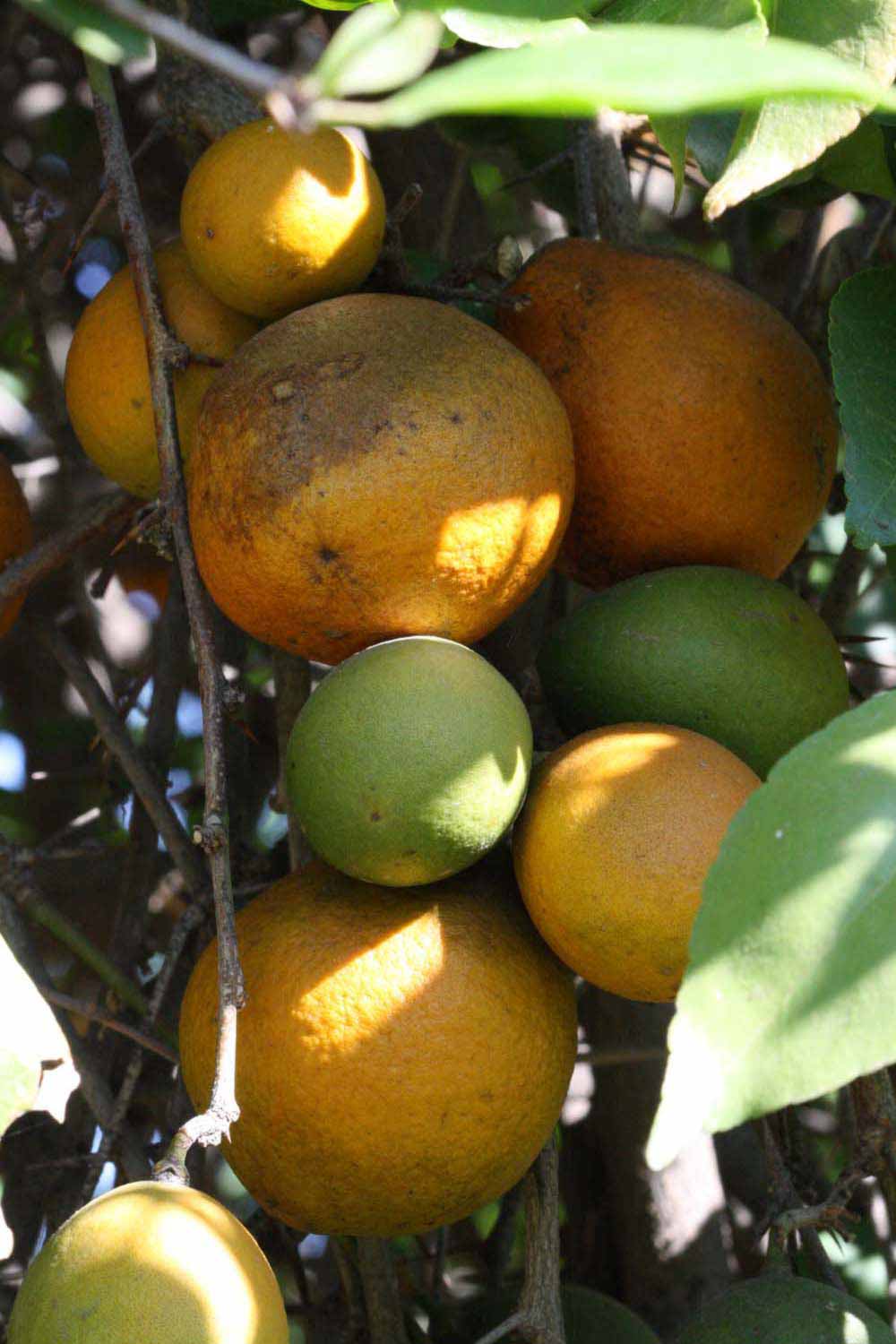 Fruits of  Aegle marmelos  (Riverside, CA)